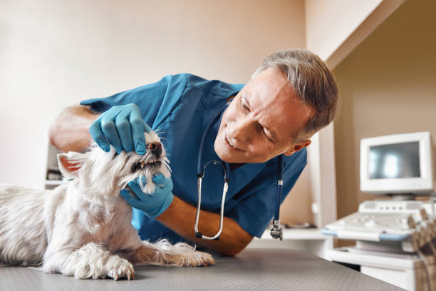 Best Pediatric Emergency Dentist in East Dennis, MA